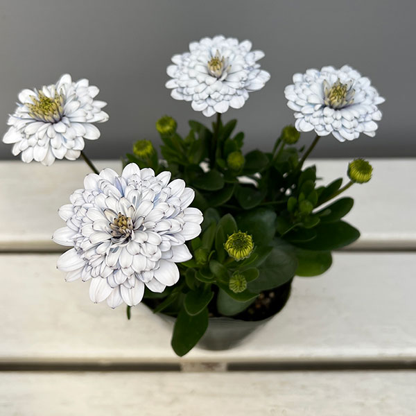 オステオスペルマム：シルバームーン3.5号ポット