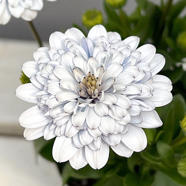 オステオスペルマム：シルバームーン3.5号ポット