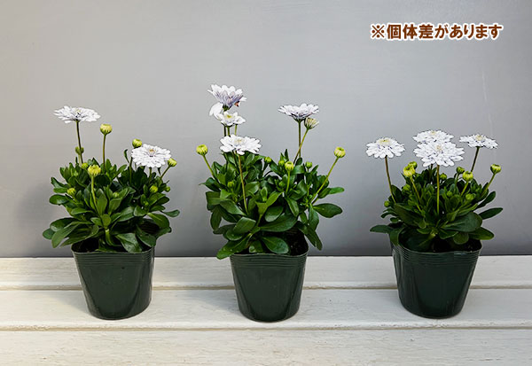 オステオスペルマム：シルバームーン3.5号ポット