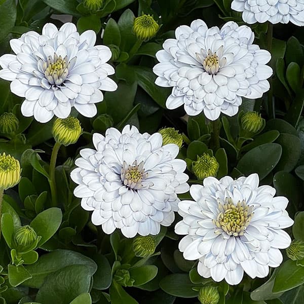 オステオスペルマム：シルバームーン3.5号ポット