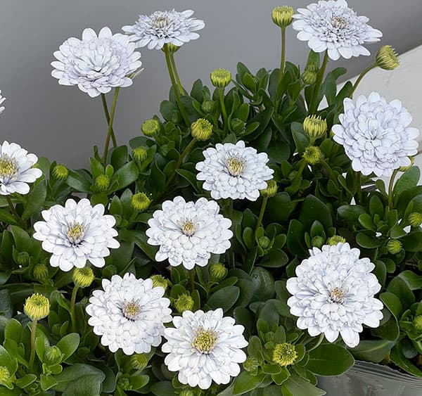 オステオスペルマム：シルバームーン3.5号ポット