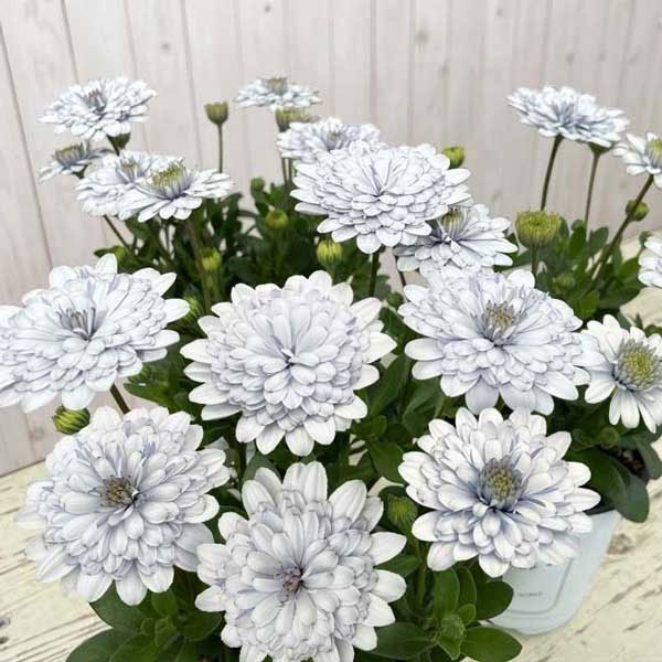 オステオスペルマム：シルバームーン3.5号ポット