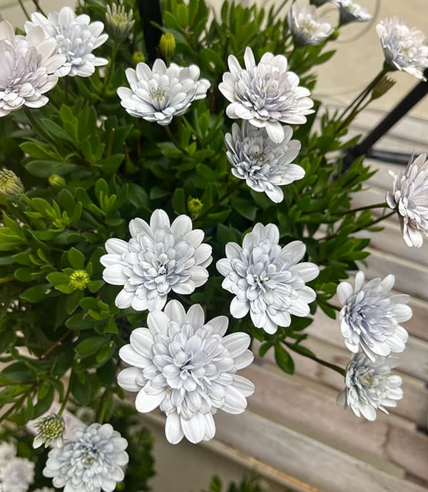 オステオスペルマム：シルバームーン3.5号ポット