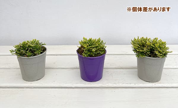 イワヒバ:小紋錦(コモンニシキ)2.5号ポット