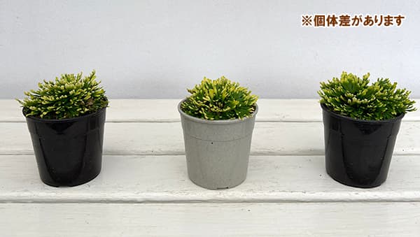 イワヒバ:唐花（カラハナ）2.5号ポット