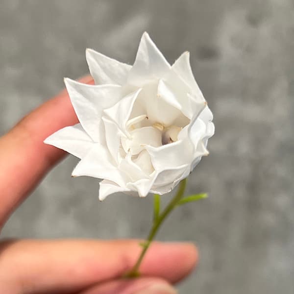 キキョウ(桔梗):白花三重咲3号ポット