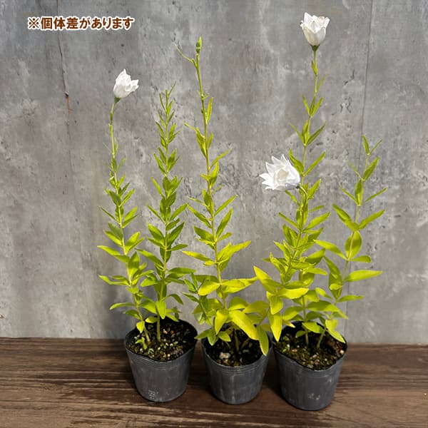 キキョウ(桔梗):白花三重咲3号ポット