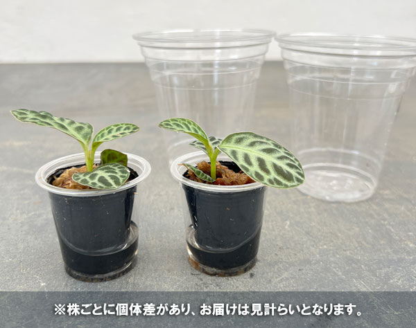 ラビシア：タートルバック　1.5号ポット