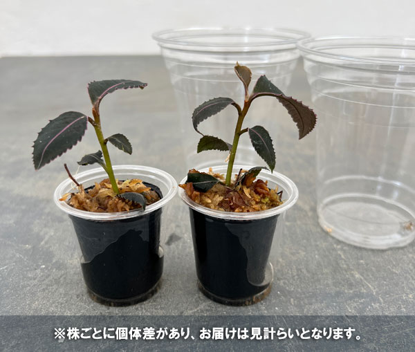 ラビシア:プミラ 1.5号