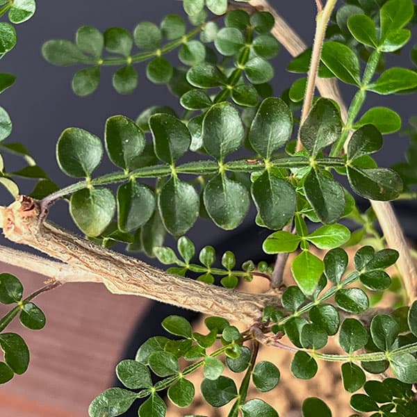 [ザ・ファームセレクト]オペルクリカリア：デカリー 　4.5号鉢植え25-01