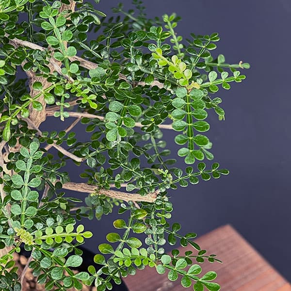 オペルクリカリア：デカリー 　4.5号鉢植え25-02