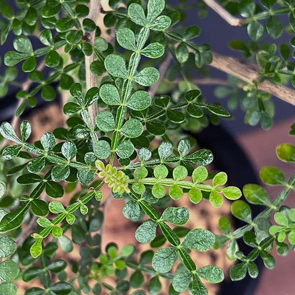 オペルクリカリア：デカリー 　4.5号鉢植え25-02