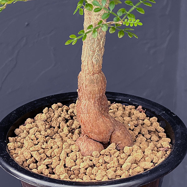 オペルクリカリア：デカリー 　4.5号鉢植え25-02
