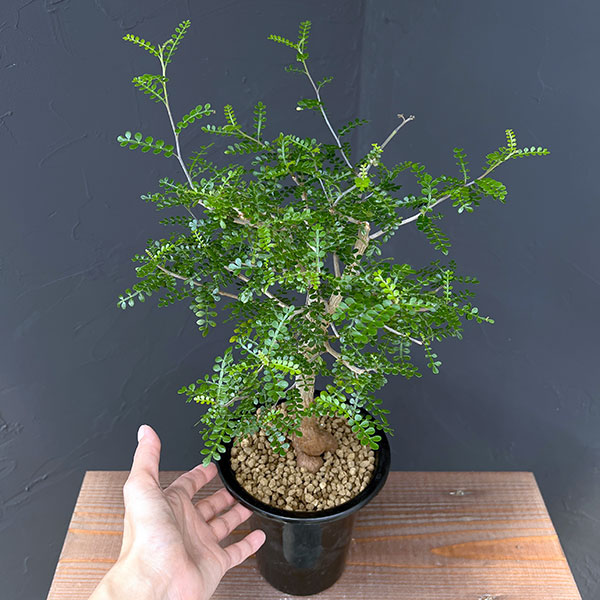 オペルクリカリア：デカリー 　4.5号鉢植え25-02