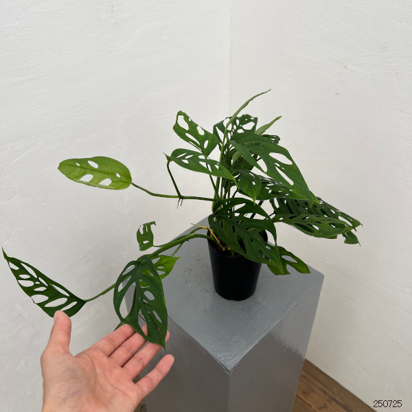 モンステラ:アクミナータ 3号鉢植え