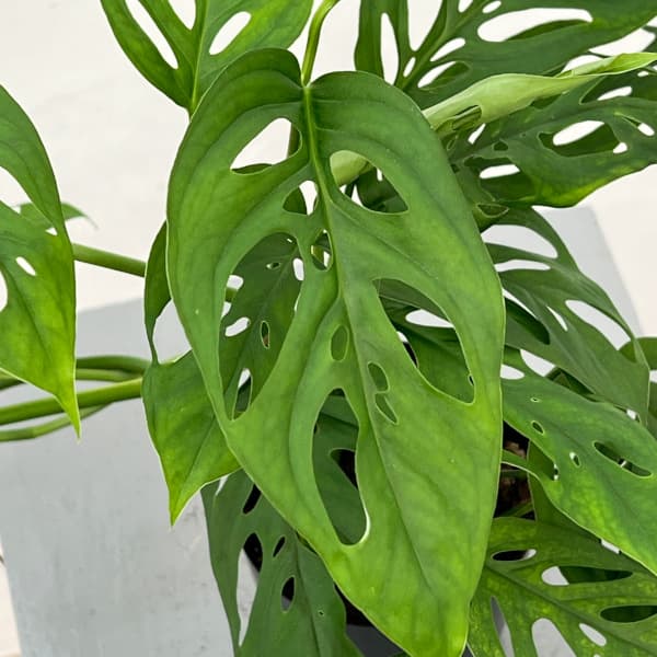 モンステラ:アクミナータ 3号鉢植え