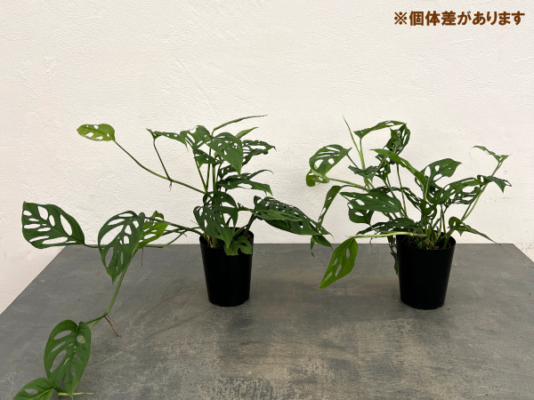 モンステラ:アクミナータ 3号鉢植え