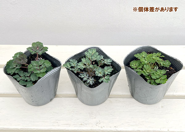 オダマキ:ミモトオダマキ マイコプレミアム3.5号ポット 3株セット