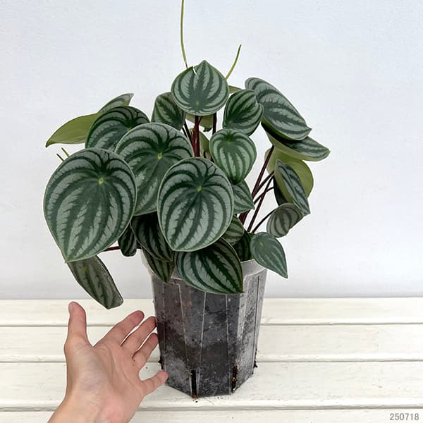 ぺぺロミア :サンデルシー 5号ネガミエル植え