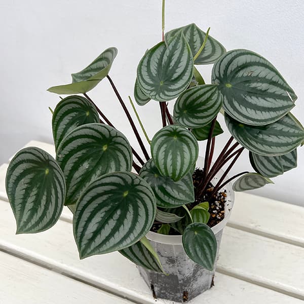 ぺぺロミア :サンデルシー 5号ネガミエル植え
