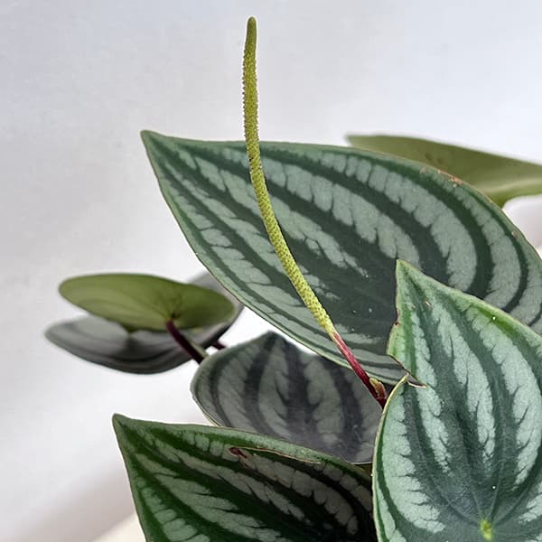 ぺぺロミア :サンデルシー 5号ネガミエル植え