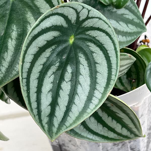 ぺぺロミア :サンデルシー 5号ネガミエル植え