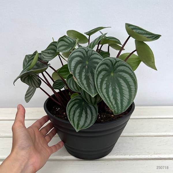 ぺぺロミア :サンデルシー 7号平鉢植え