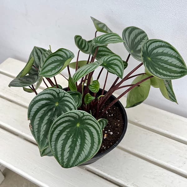 ぺぺロミア :サンデルシー 7号平鉢植え