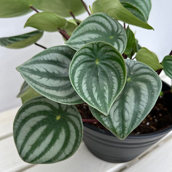 ぺぺロミア :サンデルシー 7号平鉢植え