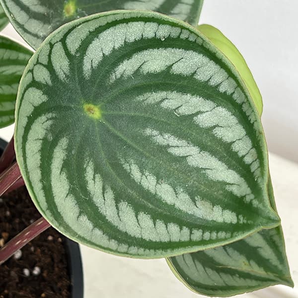 ぺぺロミア :サンデルシー 7号平鉢植え