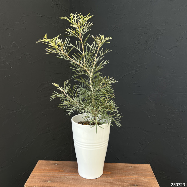 グレビレア：スピリットオブアンザック 6号鉢植え