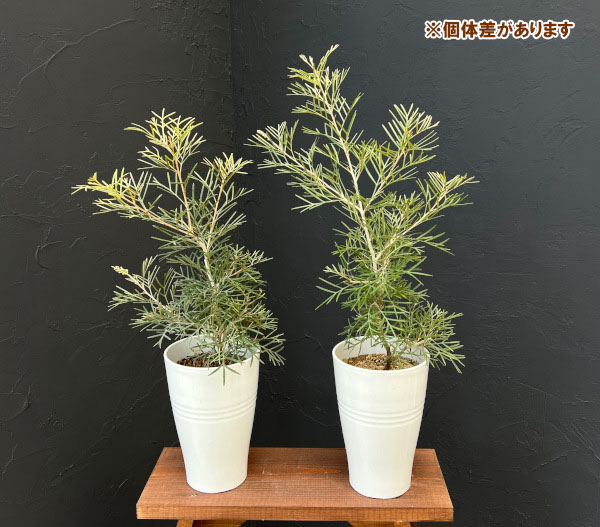 グレビレア：スピリットオブアンザック 6号鉢植え