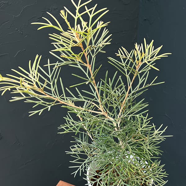 グレビレア：スピリットオブアンザック 6号鉢植え