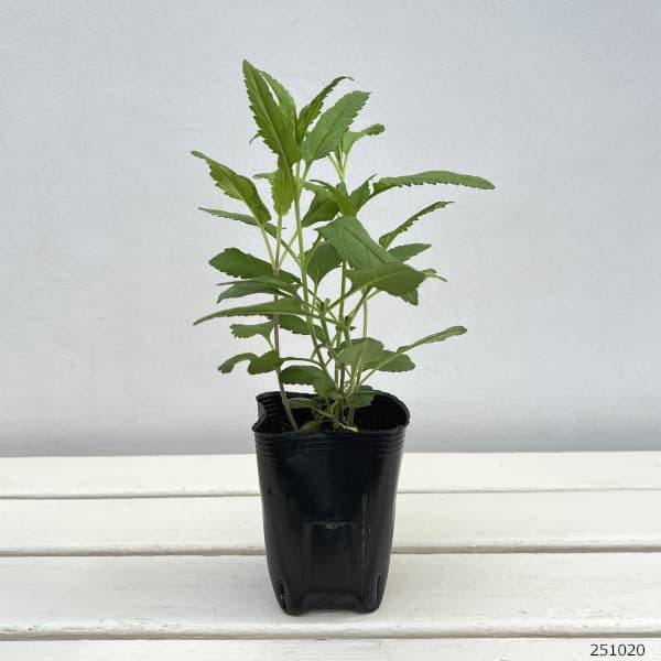 [26年3月中下旬予約]ベロニカ：スカイラーブルー3号ポット