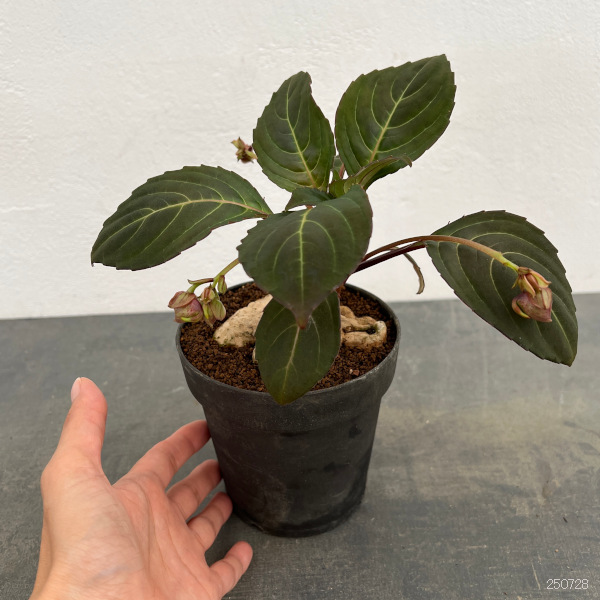 インパチェンス：フェンクライ　４号鉢植え