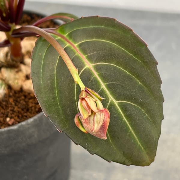 インパチェンス：フェンクライ　４号鉢植え