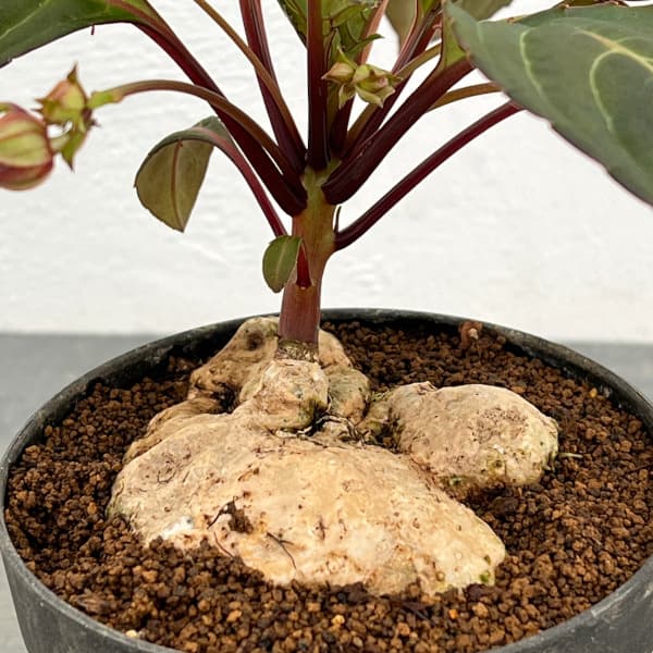インパチェンス：フェンクライ　４号鉢植え