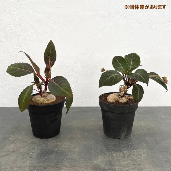 インパチェンス：フェンクライ　４号鉢植え