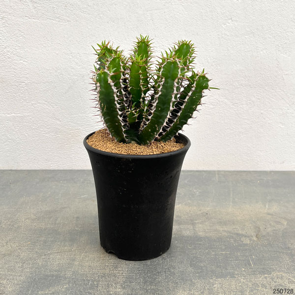 ユーフォルビア:ムランジーナ 4号鉢植え