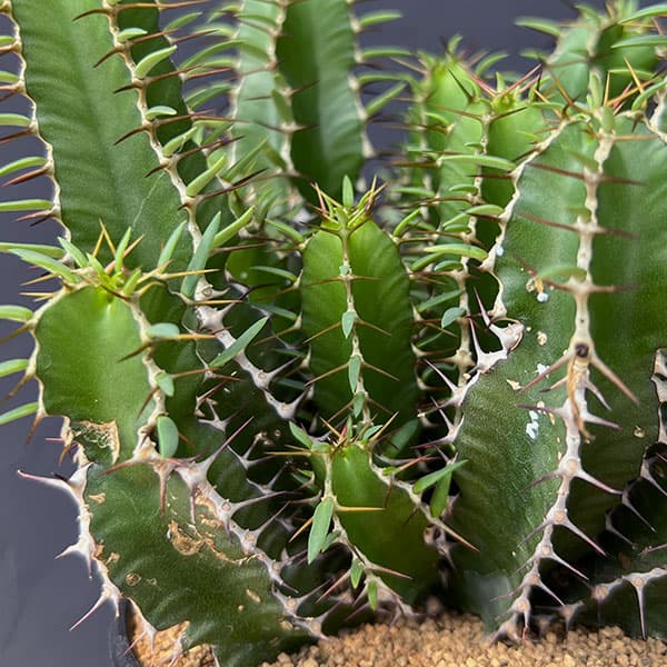 ユーフォルビア：ムランジーナ 4号鉢植え の通販 | 園芸ネット