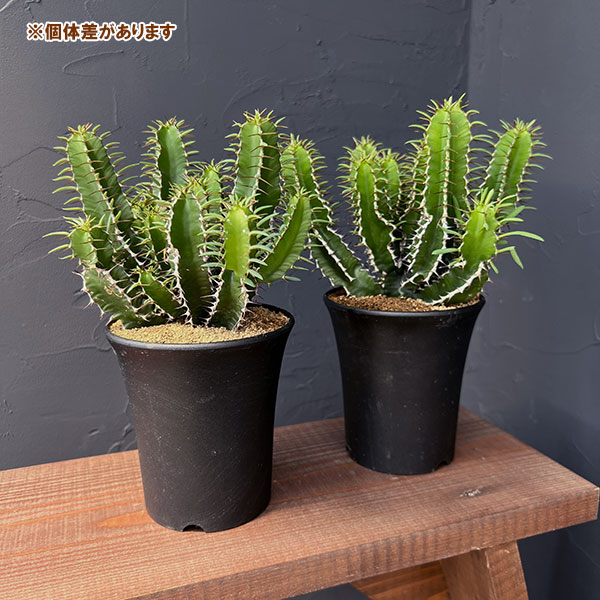ユーフォルビア ムランジーナ em04 ユーフォルビア ムランジーナ | STELLA.PLANTS