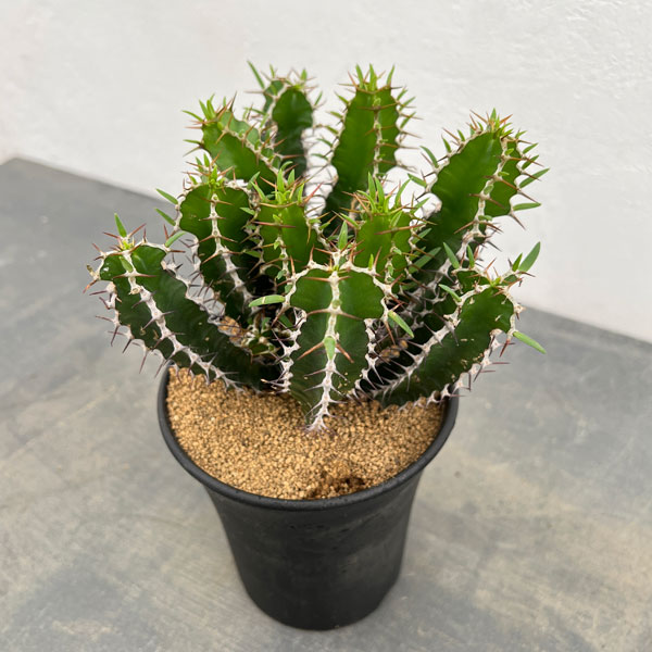 ユーフォルビア:ムランジーナ 4号鉢植え
