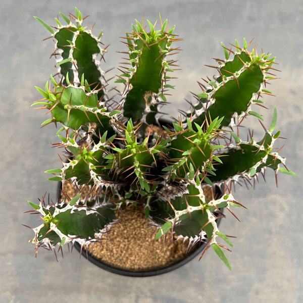 ユーフォルビア:ムランジーナ 4号鉢植え
