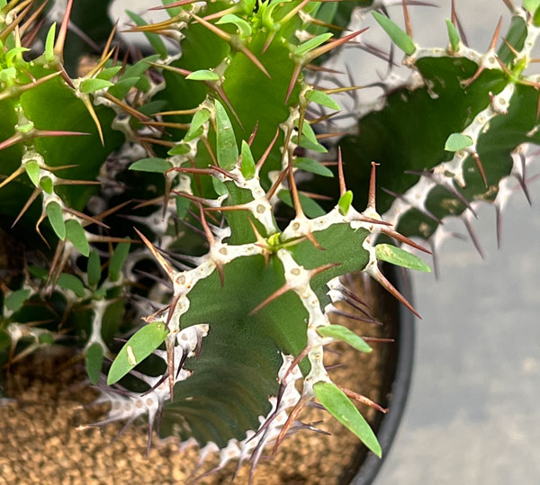 ユーフォルビア:ムランジーナ 4号鉢植え