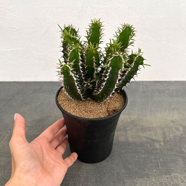 ユーフォルビア:ムランジーナ 4号鉢植え