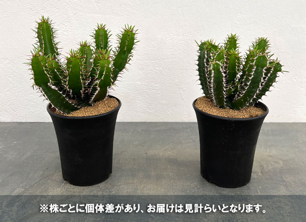 ユーフォルビア:ムランジーナ 4号鉢植え