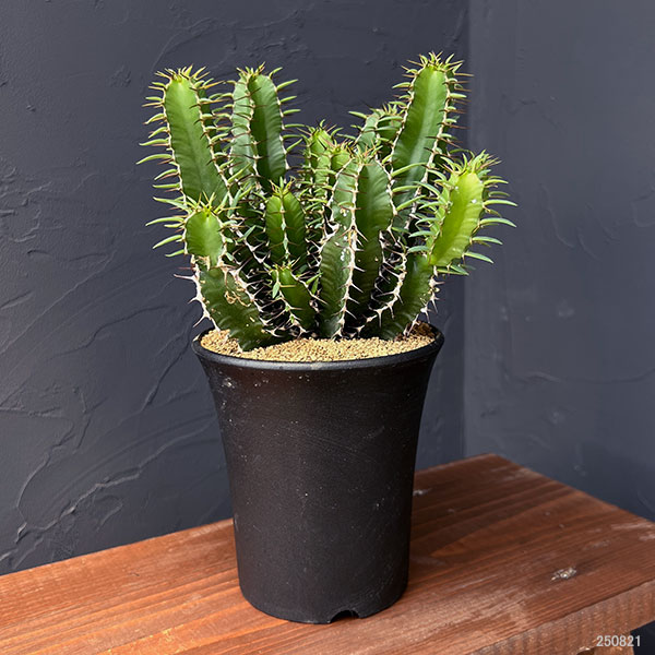 ユーフォルビア：ムランジーナ 4号鉢植え の通販 | 園芸ネット