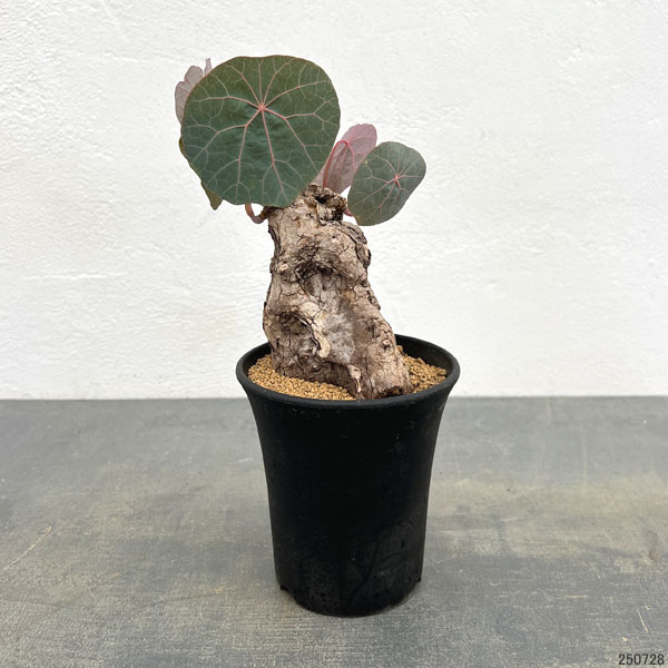 ステファニア：カウィーサキー　3.5号鉢植え25-01