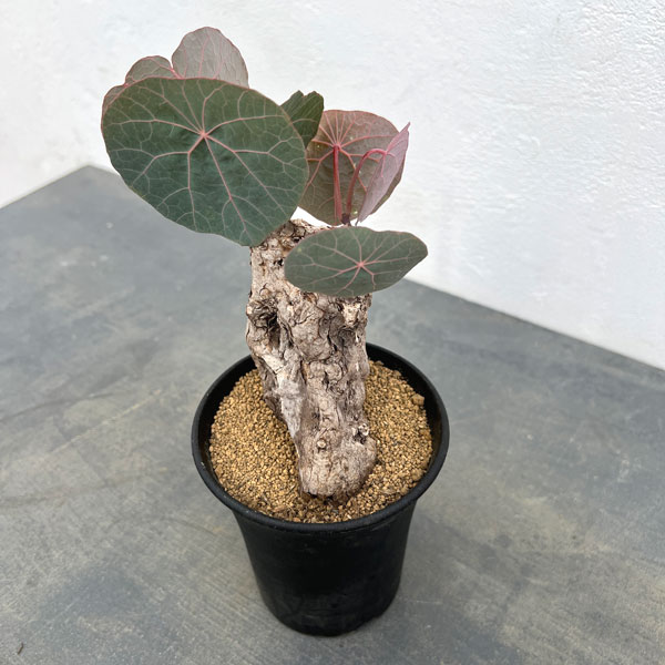 ステファニア：カウィーサキー　3.5号鉢植え25-01