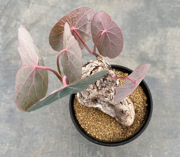 ステファニア：カウィーサキー　3.5号鉢植え25-01